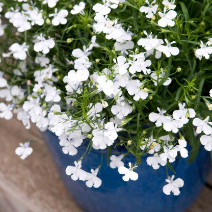 Lobelia 'Waterfall White Sparkle'