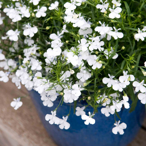 Lobelia 'Waterfall White Sparkle'