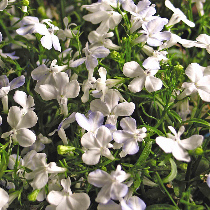 Lobelia 'Waterfall White Sparkle'