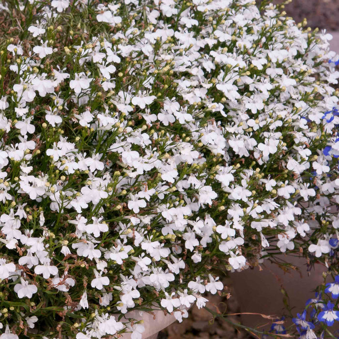 Lobelia 'Waterfall White Sparkle'