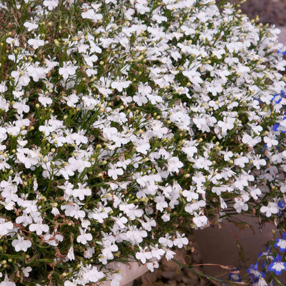 Lobelia 'Waterfall White Sparkle'
