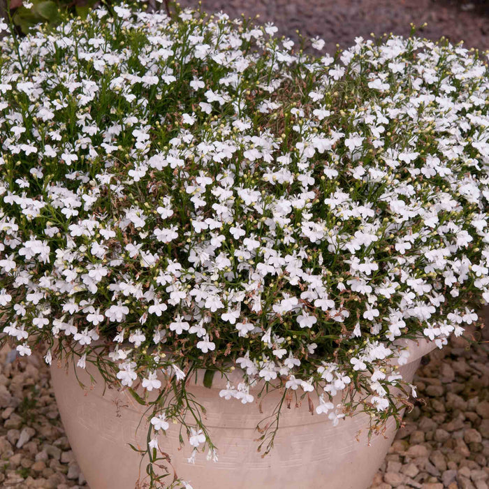 Lobelia 'Waterfall White Sparkle'