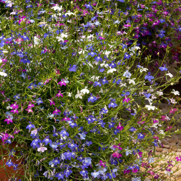 Lobelia 'Wonderfall Mixed'