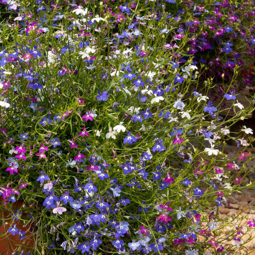 Lobelia 'Wonderfall Mixed'