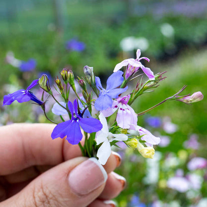 Lobelia 'Wonderfall Mixed'
