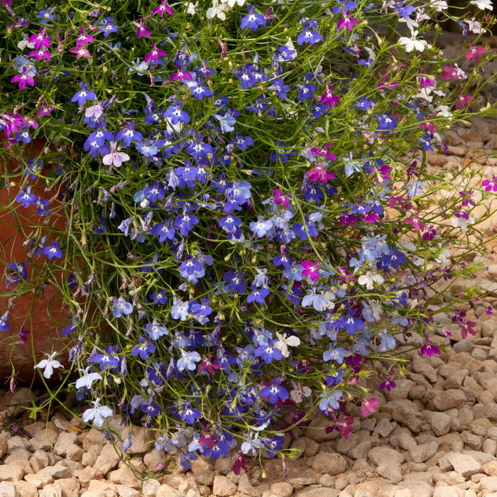 Lobelia 'Wonderfall Mixed'