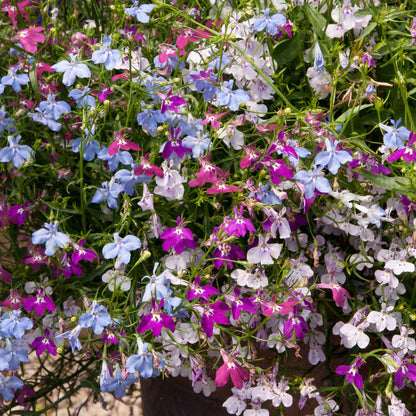 Lobelia 'Wonderfall Mixed'
