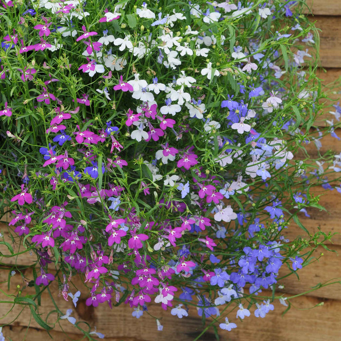 Lobelia 'Wonderfall Mixed'