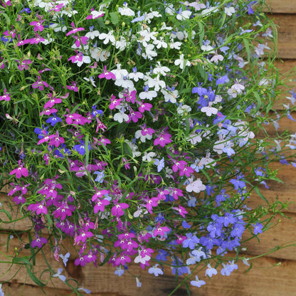 Lobelia 'Wonderfall Mixed'