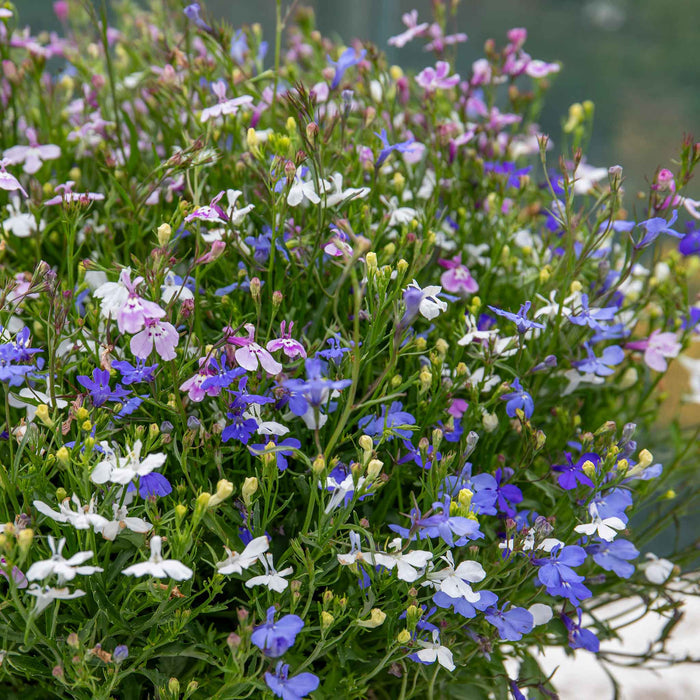 Lobelia 'Wonderfall Mixed'