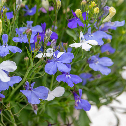 Lobelia 'Wonderfall Mixed'