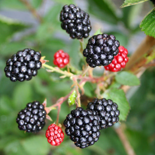 Lowberry Blackberries 'Little Black Prince' growing on branch