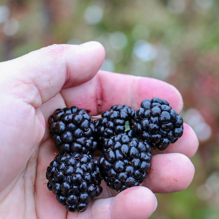 5 Lowberry Blackberries 'Little Black Prince' in palm