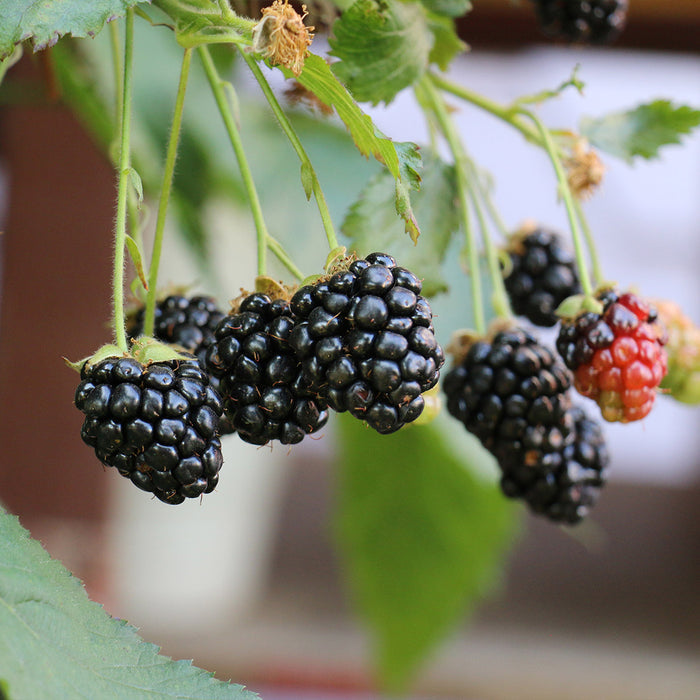 Lowberry Blackberries 'Little Black Prince' growing on branch