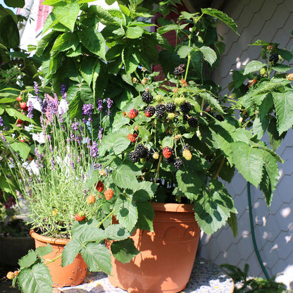 Lowberry Blackberries 'Little Black Prince' growing in a pot in a garden