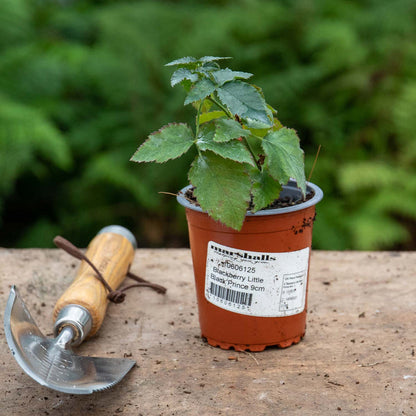 young plant of the Lowberry Blackberries 'Little Black Prince' in a 9cm pot, as it arrives
