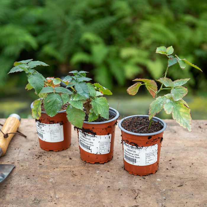 Lowberry® Blackberry 'Little Black Prince'