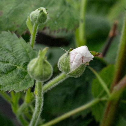 Lowberry® Blackberry 'Little Black Prince'