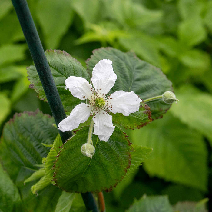 Lowberry® Blackberry 'Little Black Prince'