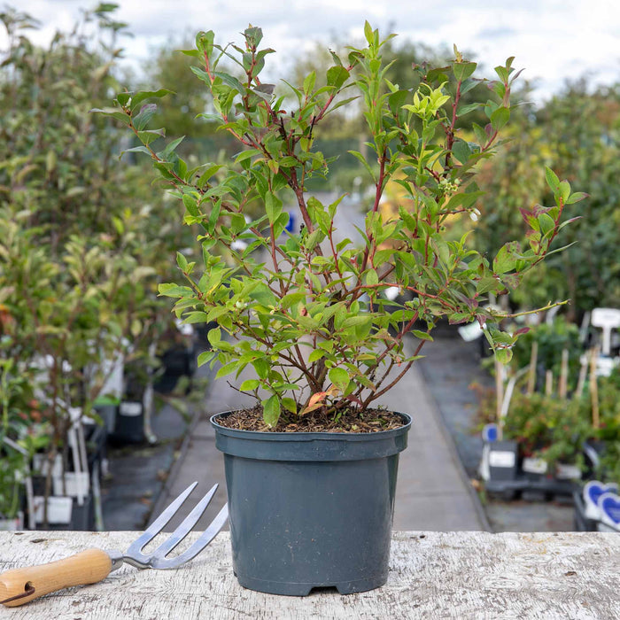 Lowberry Blueberry 'Little Blue Wonder'