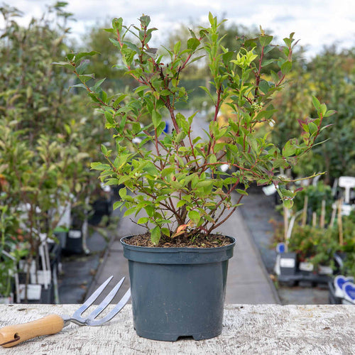 Lowberry Blueberry 'Little Blue Wonder'