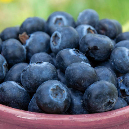 Lowberry Blueberry 'Little Blue Wonder'