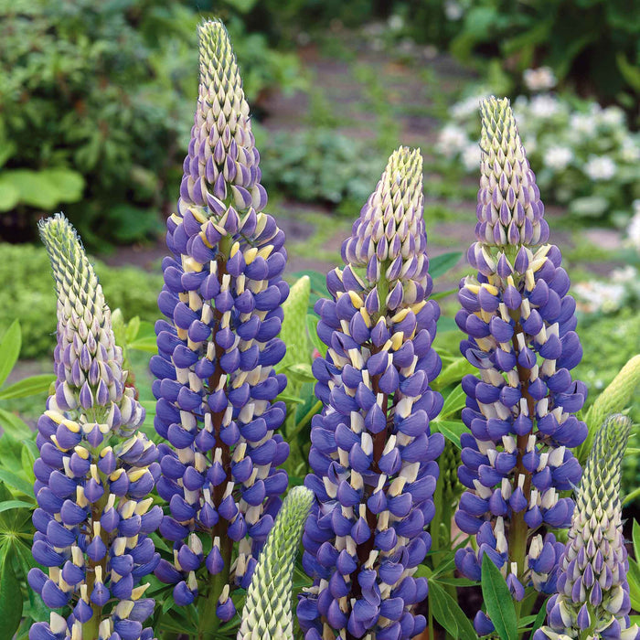 Lupin 'The Governor'