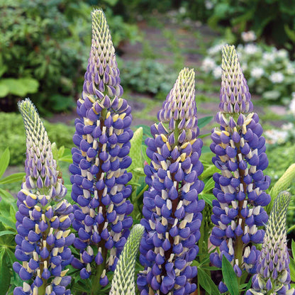 Lupin 'The Governor'