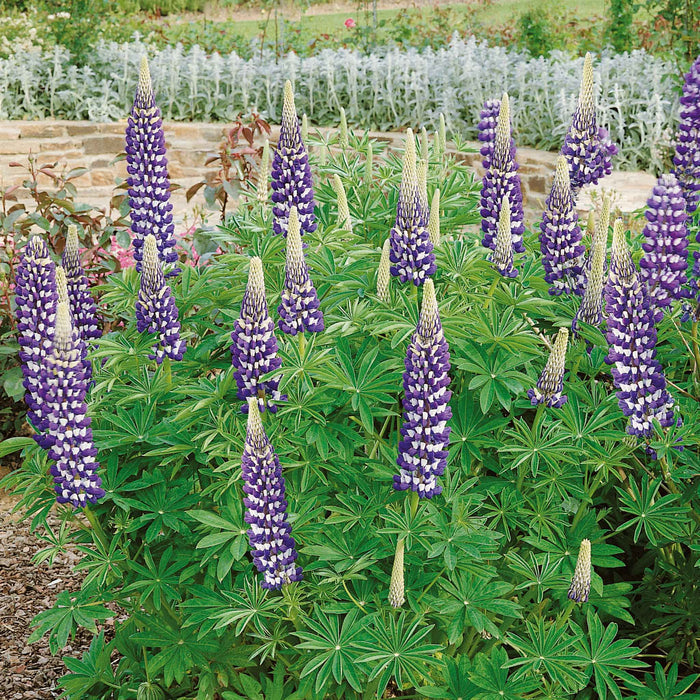 Lupin 'The Governor'