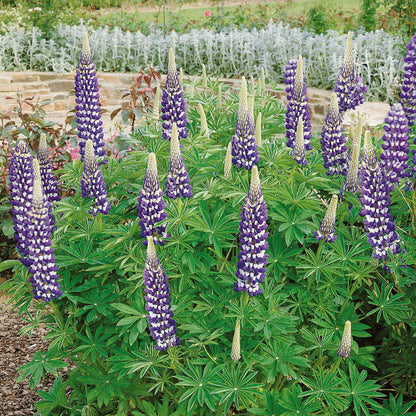 Lupin 'The Governor'