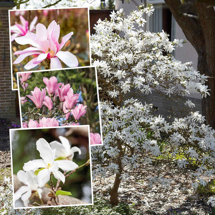 Magnolia Collection