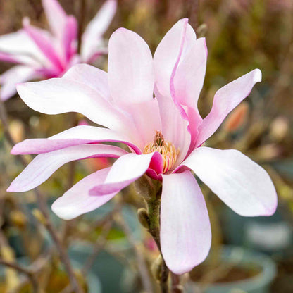 Magnolia Collection