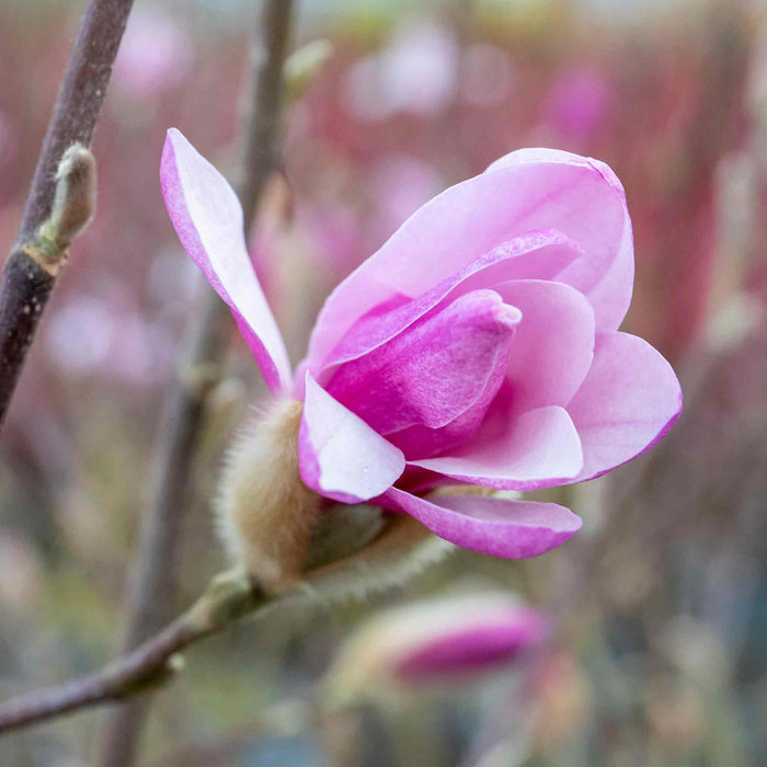 Magnolia Collection