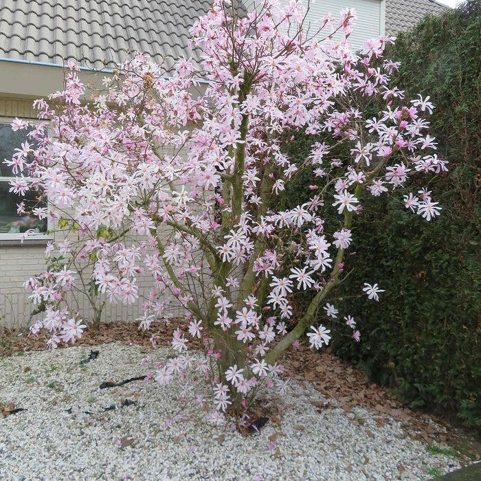 Magnolia Collection