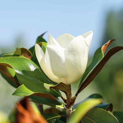 Magnolia 'Little Gem'