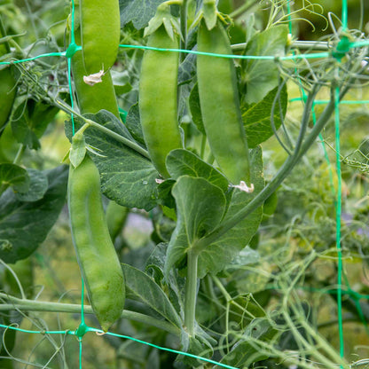 Mangetout Pea 'Snow Wind'