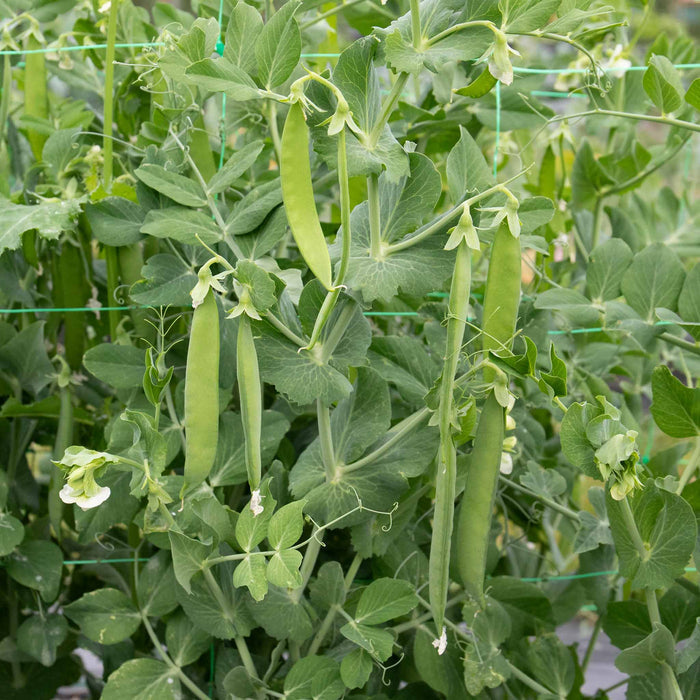 Mangetout Pea 'Snow Wind'