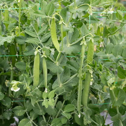 Mangetout Pea 'Snow Wind'
