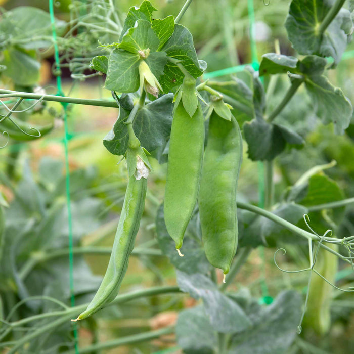 Mangetout Pea 'Snow Wind'