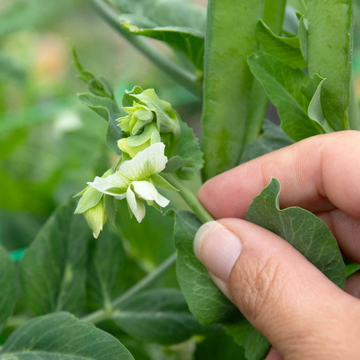 Mangetout Pea 'Snow Wind'