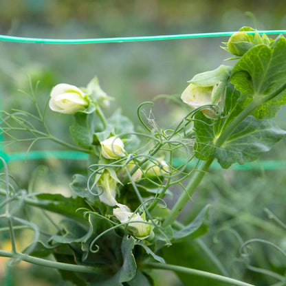 Mangetout Pea 'Snow Wind'