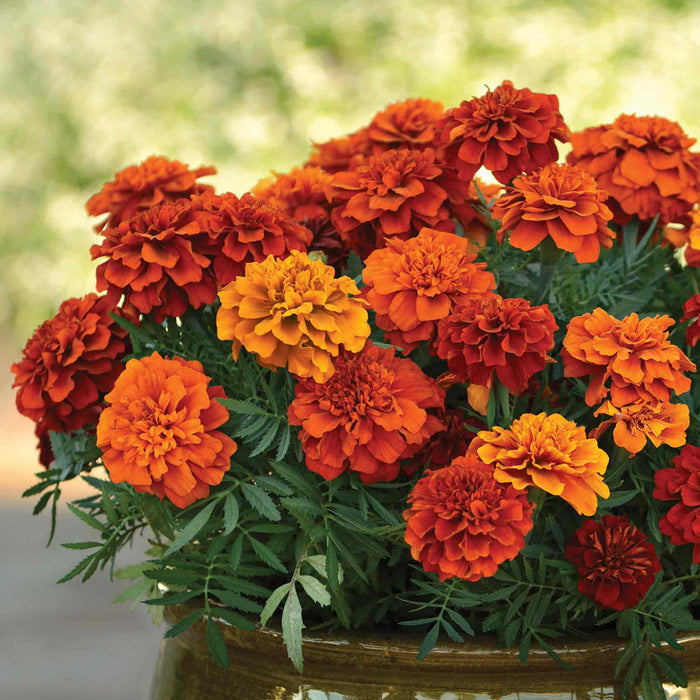 Marigold 'Fireball'