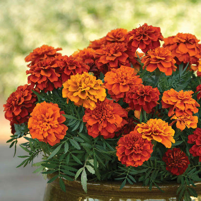 Marigold 'Fireball'