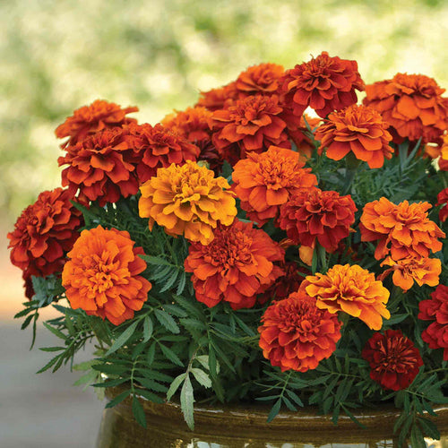 Marigold 'Fireball'