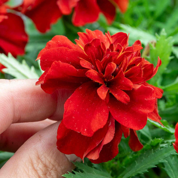 Marigold 'Fireball'