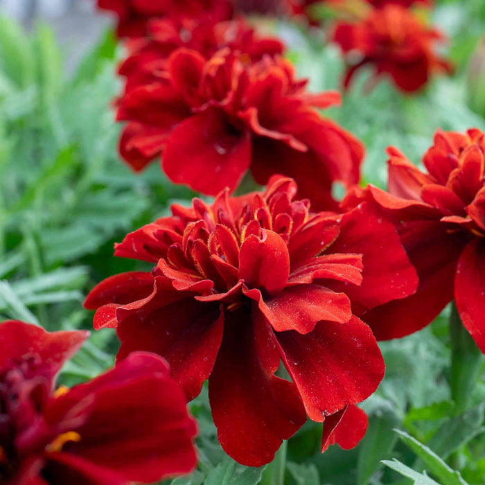 Marigold 'Fireball'