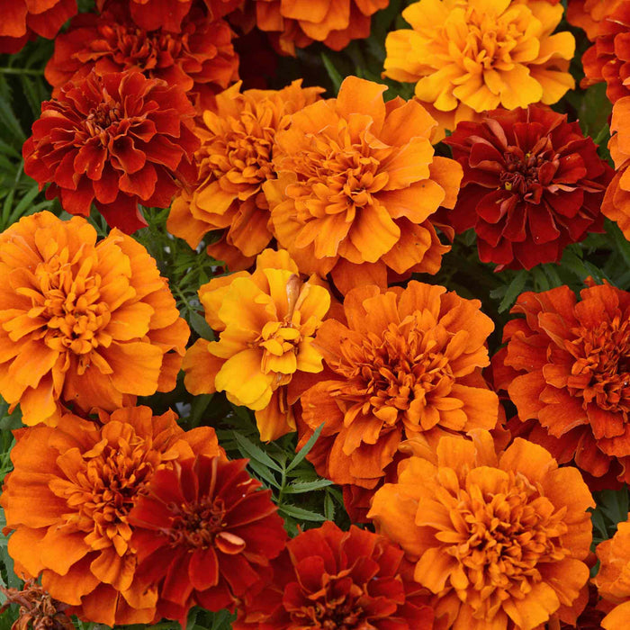 Marigold 'Fireball'