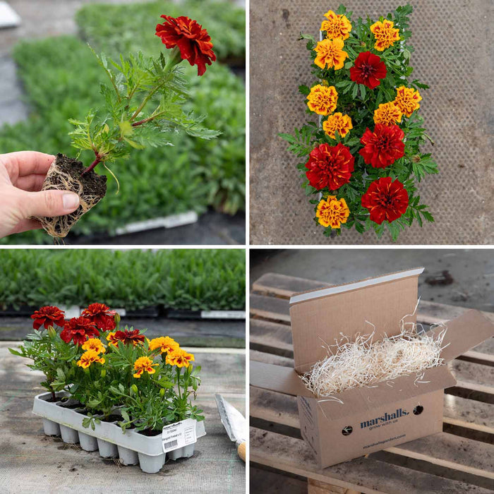 Marigold 'Fireball'