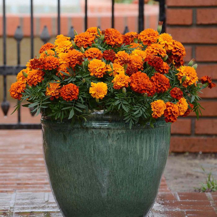 Marigold 'Fireball'
