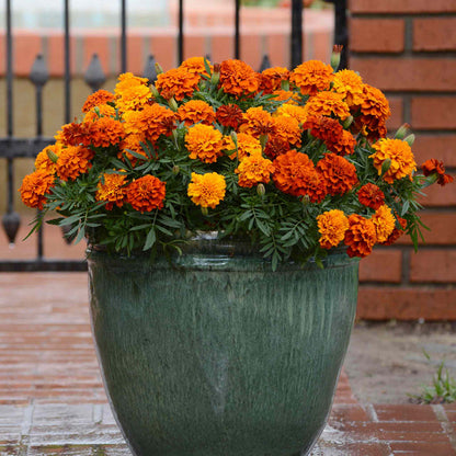 Marigold 'Fireball'